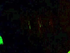 Bitch passionately sucks my throbbing cock