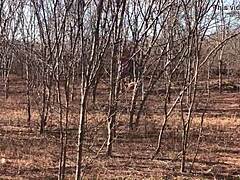 full video on red or paid platforms