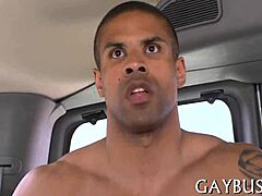 gay adult content collection