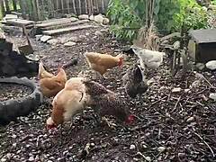 Chicken Feeding Station with Cool Tattoos and Inked Girls