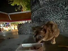 nothing to see here - not a crazy cat lady feeding stray cats in thailand d