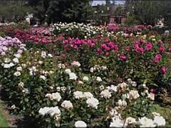 in this bangla sex story, a cute wife shares romantic fucking with her friend in part 2