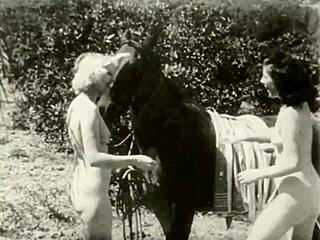 Dark lantern entertainment's bold animal affair
